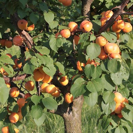 Agriturismo I Ciliegi Appartamento Ginestra Montignano Buitenkant foto