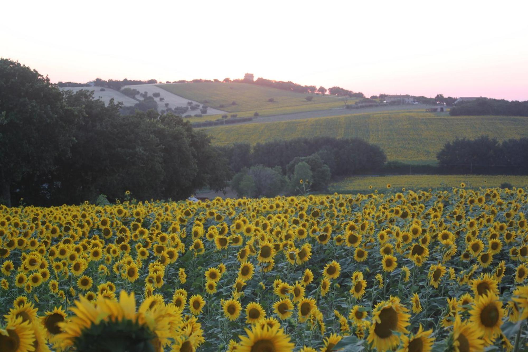 Agriturismo I Ciliegi Appartamento Ginestra Montignano Buitenkant foto