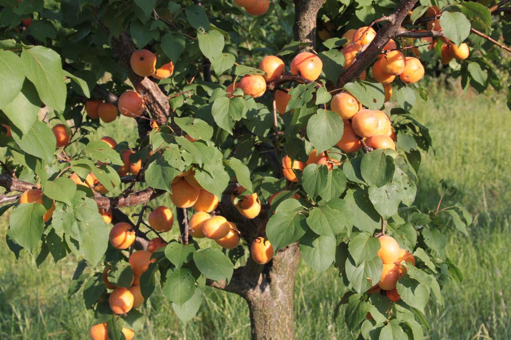 Agriturismo I Ciliegi Appartamento Ginestra Montignano Buitenkant foto